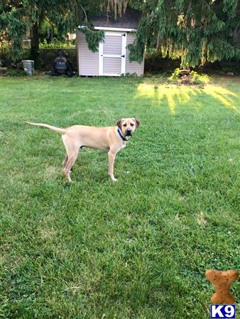 a blackmouth cur dog standing in a yard