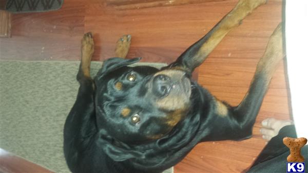 a rottweiler dog lying on its back