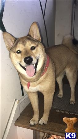 a shiba inu dog with its tongue out