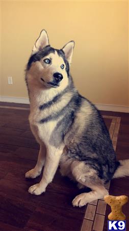 a siberian husky dog sitting on a wood floor