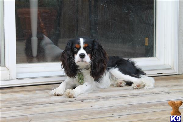 a cavalier king charles spaniel dog lying on a porch