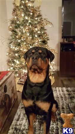 a rottweiler dog wearing a scarf