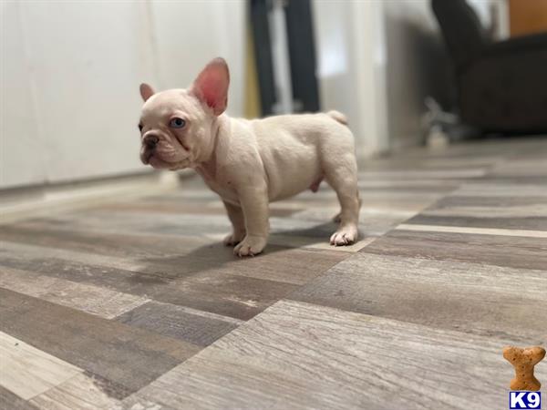 a small french bulldog dog on a wooden floor