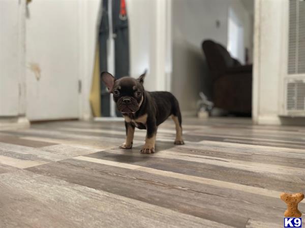 a french bulldog dog standing on a tile floor