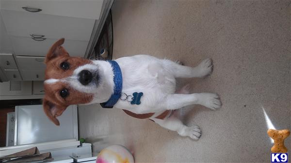 a jack russell terrier dog wearing a harness
