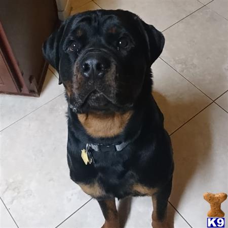 a black rottweiler dog with a white collar