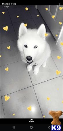 a white siberian husky dog with yellow hearts on its ears