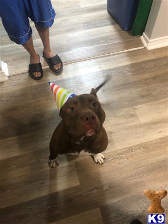 a american bully dog wearing a party hat