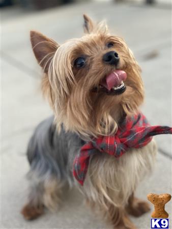 a yorkshire terrier dog with a scarf around its neck