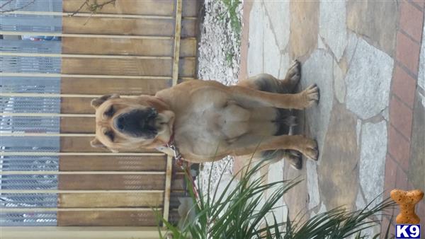 a presa canario dog standing on a porch