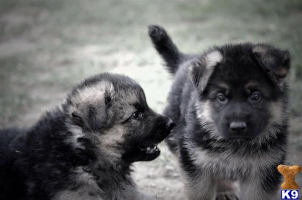 a couple of german shepherd dogs