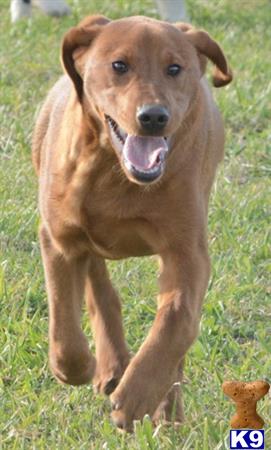 a labrador retriever dog standing on grass