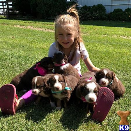 a girl with a group of miniature australian shepherd dogs