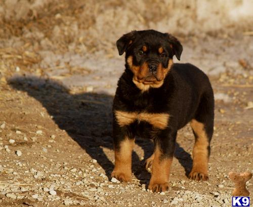 a rottweiler dog sitting on the ground