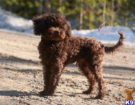 a poodle dog standing on dirt