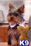 a yorkshire terrier dog holding a stuffed animal