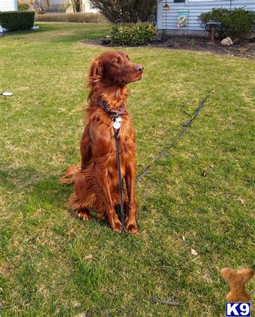 a irish setter dog sitting on a leash