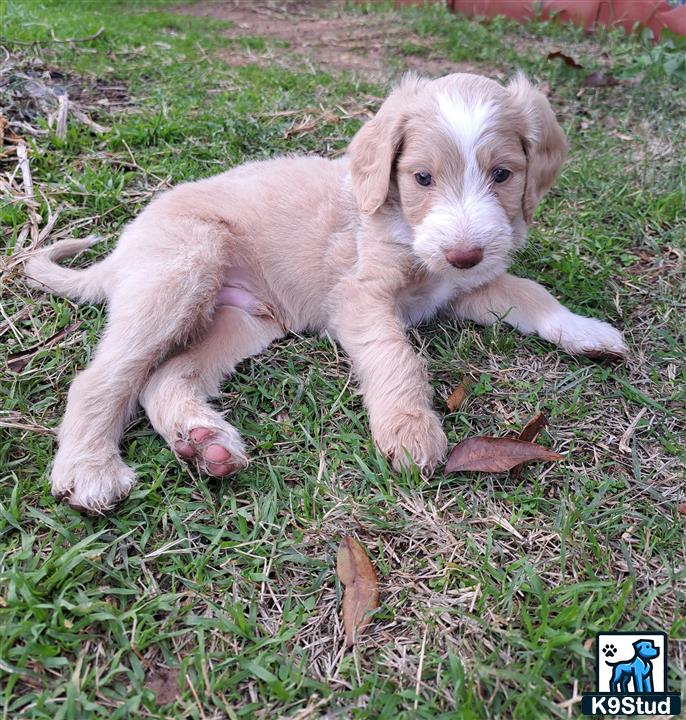 a labradoodle puppy lying on grass