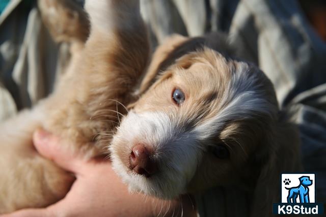 a person holding a small animal