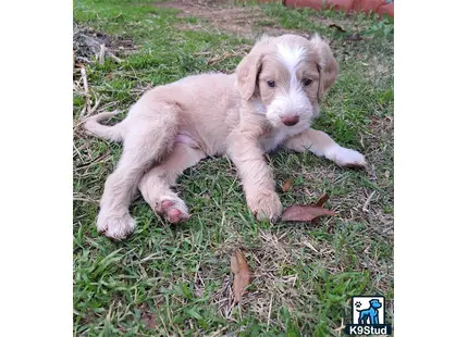 a labradoodle puppy lying on grass