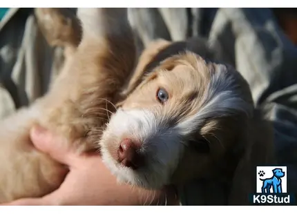 a person holding a small animal