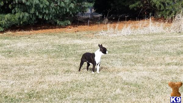 a boston terrier dog standing in a field