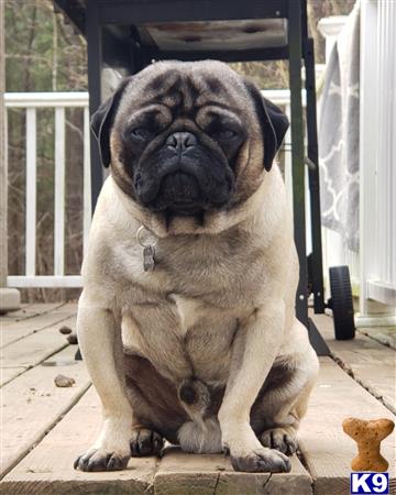 a pug dog sitting on a porch