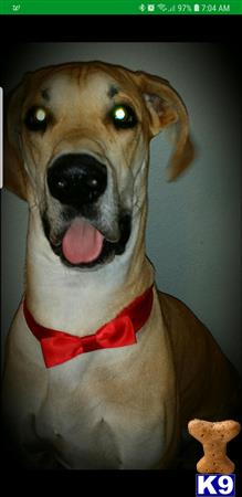 a great dane dog with a red bow tie