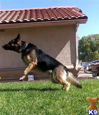a german shepherd dog jumping in the air