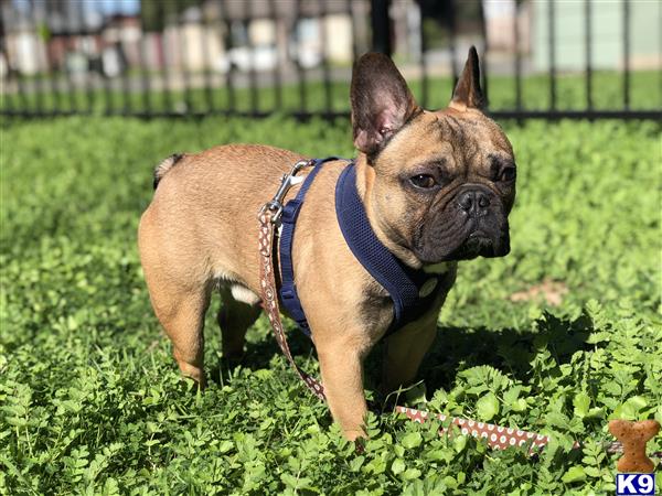 a french bulldog dog wearing a harness