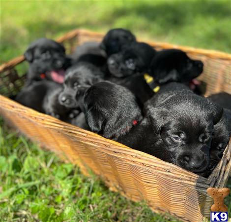 a group of labrador retriever puppies in a basket