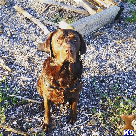 a labrador retriever dog standing on a rocky surface