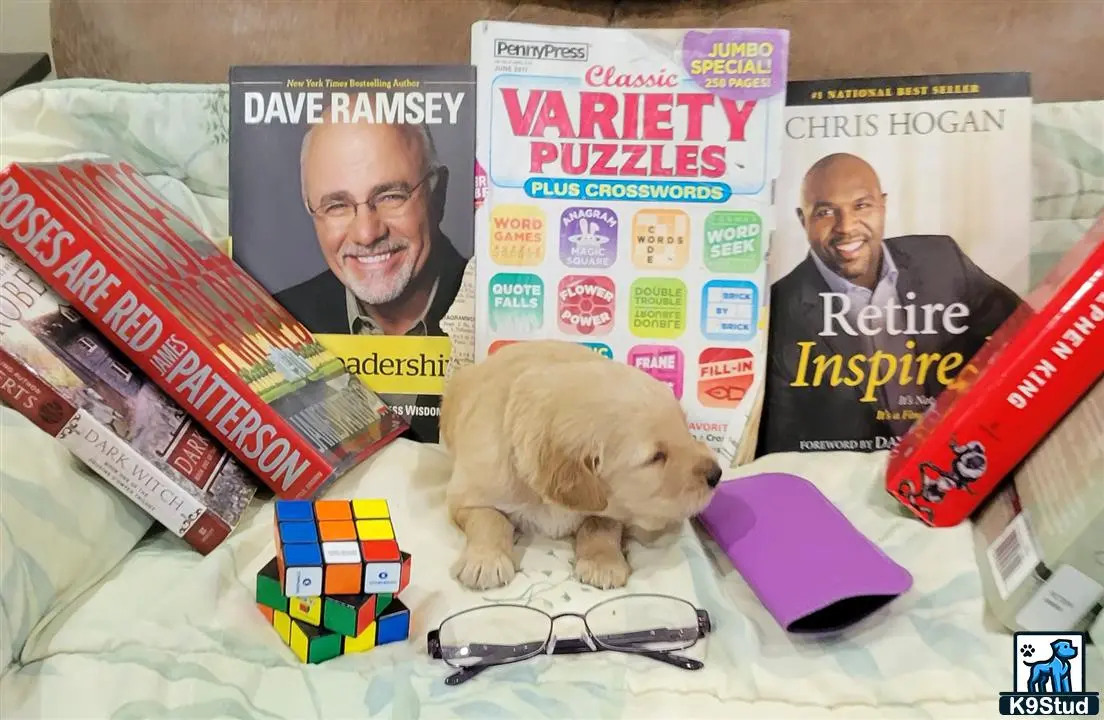 a golden retriever dog lying on a bed with books and a person on the cover