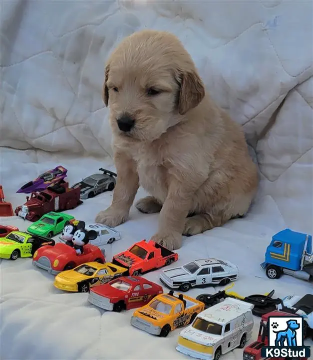 a golden retriever dog sitting on a bed with toy cars