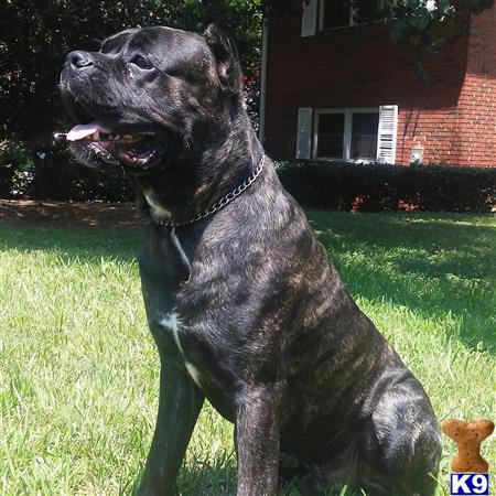 a cane corso dog sitting in the grass