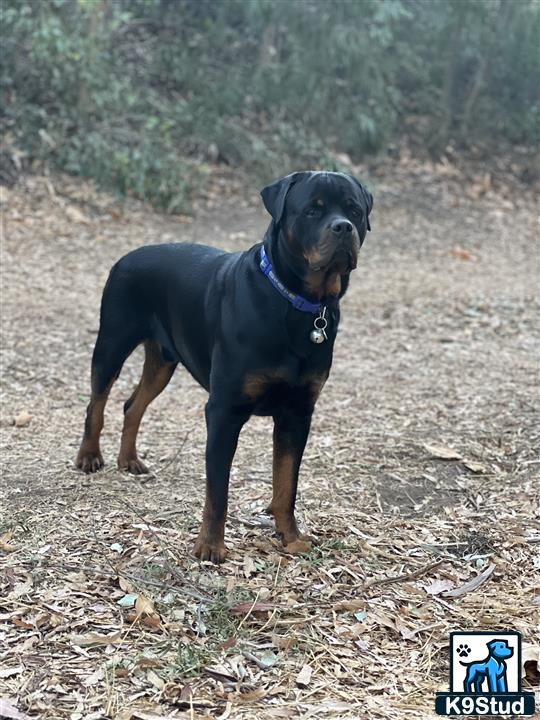 a rottweiler dog standing on dirt