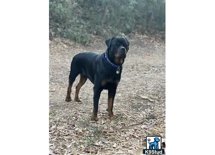 a rottweiler dog standing on dirt