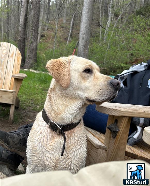 a labrador retriever dog sitting on a chair