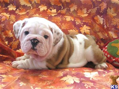 NEW LITTER ARRIVED...www.bulldogsvalley.com