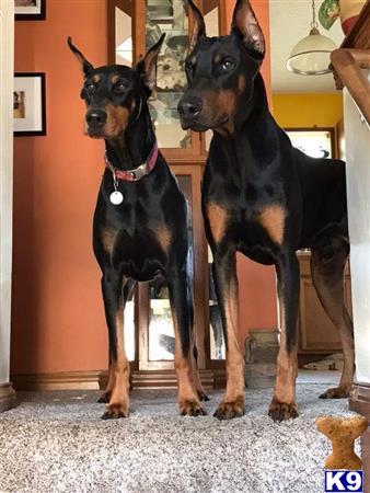 a couple of doberman pinscher dogs standing in a room