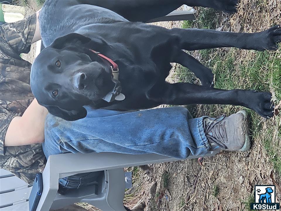 a labrador retriever dog standing on a persons lap
