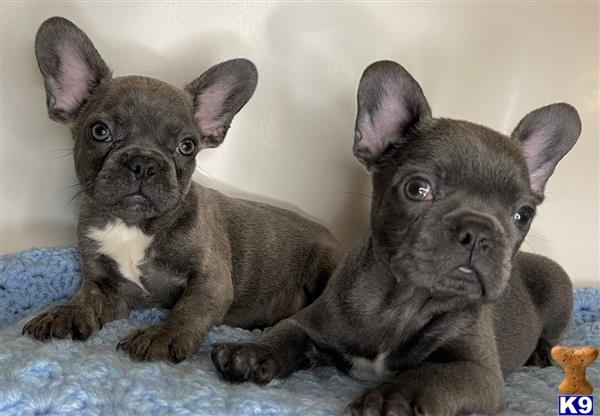 a couple of french bulldog puppies lying on a blanket