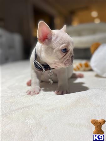 a small white kitten