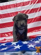 American Pit Bull Puppies For Sale In California