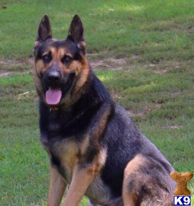 a german shepherd dog sitting on grass