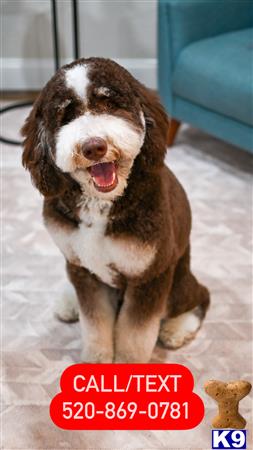 a bernedoodle dog sitting on a couch