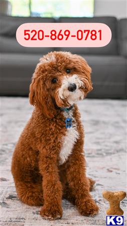 a poodle dog sitting on the floor