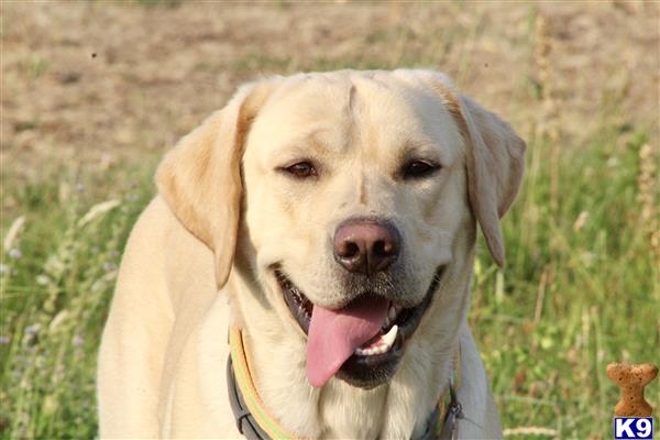 a labrador retriever dog with its tongue out