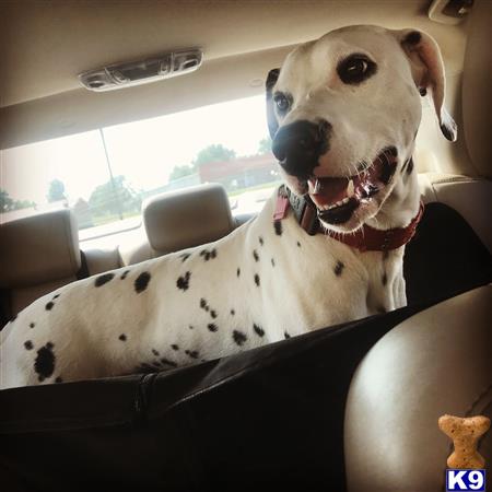 a dalmatian dog in a car