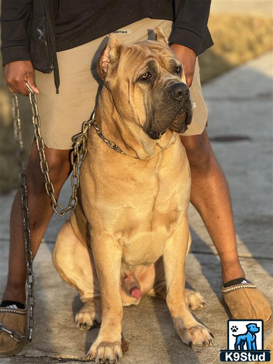 a cane corso dog on a leash